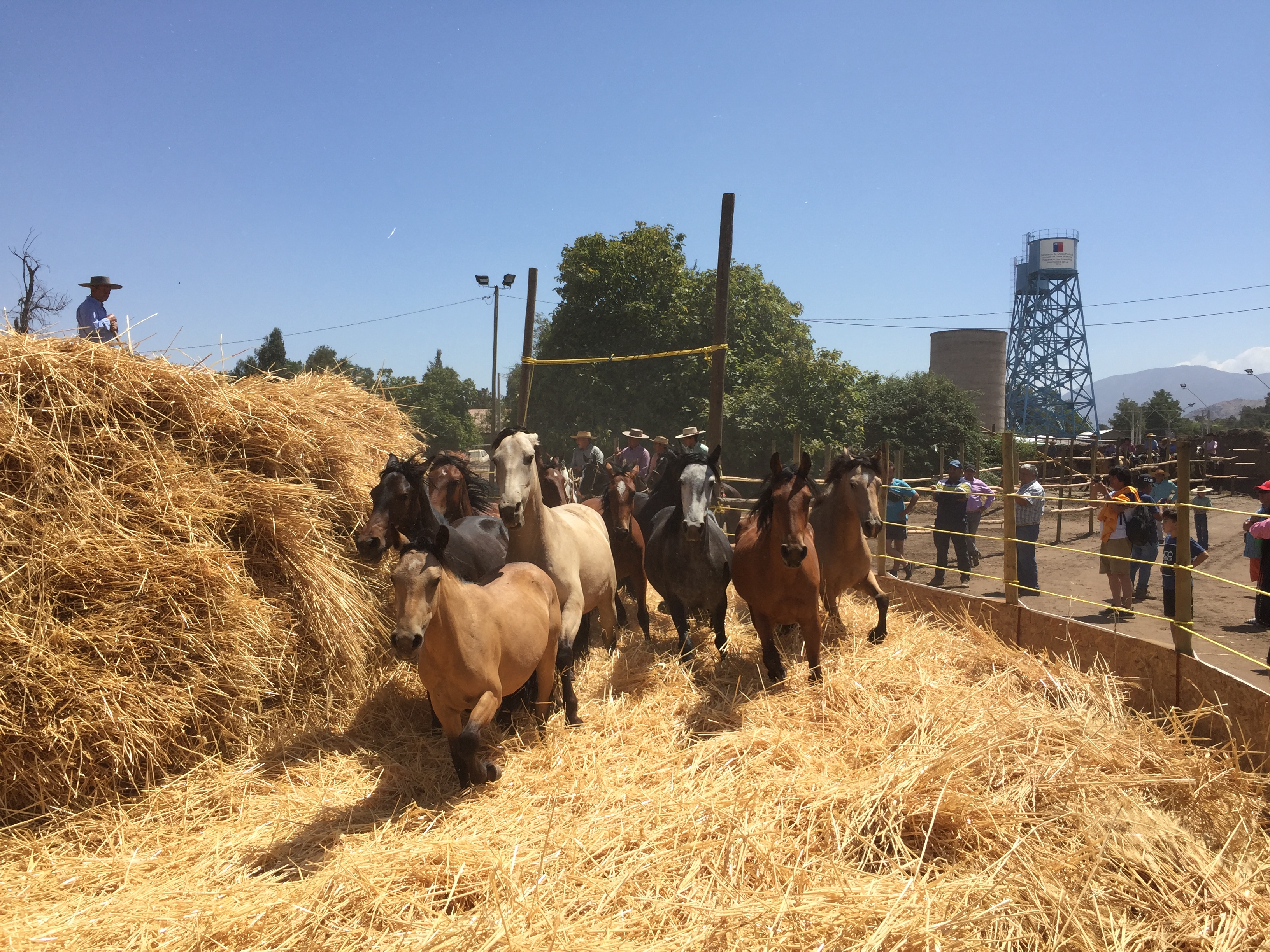 Galería: Trilla a Yegua Suelta 2019